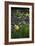 Yellow Daffodils-Anna Miller-Framed Photographic Print