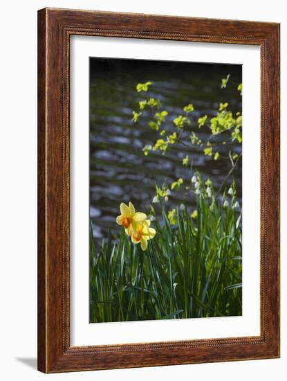 Yellow Daffodils-Anna Miller-Framed Photographic Print