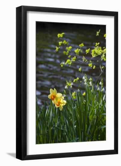 Yellow Daffodils-Anna Miller-Framed Photographic Print