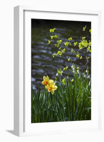 Yellow Daffodils-Anna Miller-Framed Photographic Print