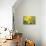 Yellow Daffodils-Cora Niele-Photographic Print displayed on a wall