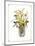 Yellow Daffodils-unknown Capello-Mounted Art Print