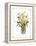 Yellow Daffodils-unknown Capello-Framed Stretched Canvas