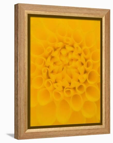 Yellow Dahlia Detail-John McAnulty-Framed Premier Image Canvas