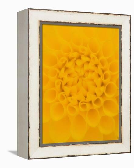 Yellow Dahlia Detail-John McAnulty-Framed Premier Image Canvas