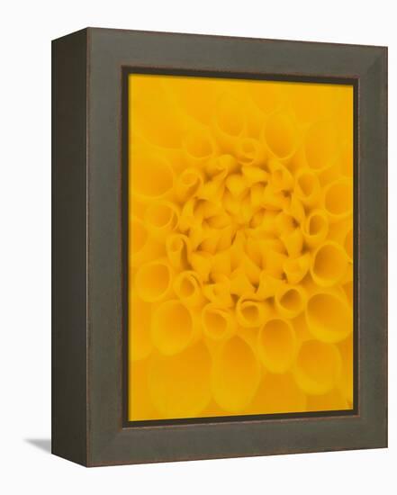 Yellow Dahlia Detail-John McAnulty-Framed Premier Image Canvas