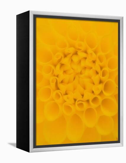 Yellow Dahlia Detail-John McAnulty-Framed Premier Image Canvas