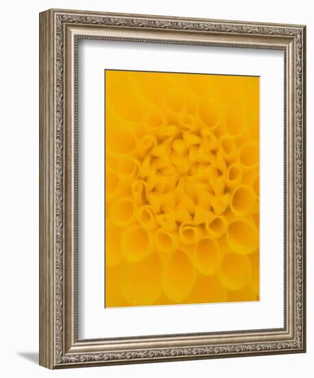 Yellow Dahlia Detail-John McAnulty-Framed Photographic Print