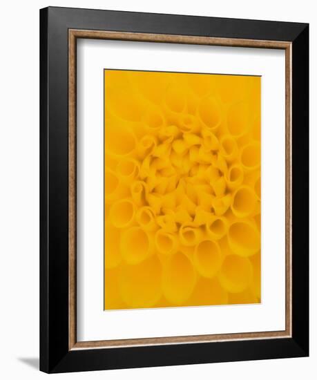 Yellow Dahlia Detail-John McAnulty-Framed Photographic Print