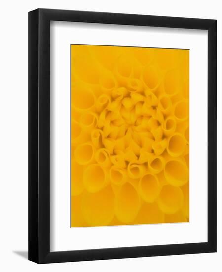 Yellow Dahlia Detail-John McAnulty-Framed Photographic Print