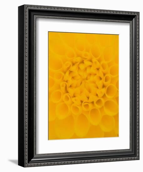 Yellow Dahlia Detail-John McAnulty-Framed Photographic Print