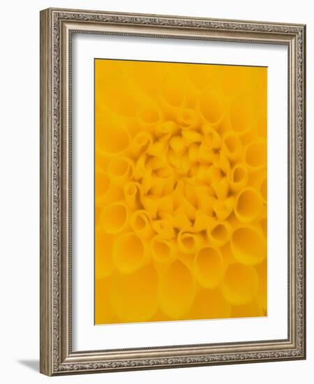 Yellow Dahlia Detail-John McAnulty-Framed Photographic Print