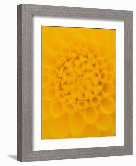 Yellow Dahlia Detail-John McAnulty-Framed Photographic Print