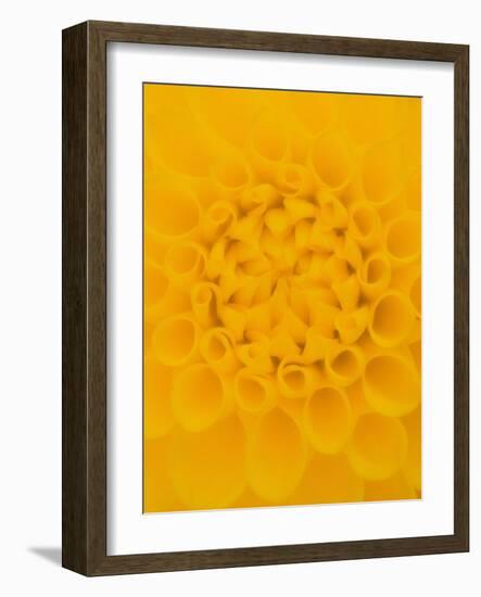 Yellow Dahlia Detail-John McAnulty-Framed Photographic Print