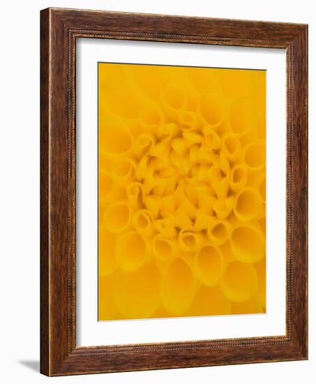 Yellow Dahlia Detail-John McAnulty-Framed Photographic Print