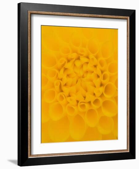 Yellow Dahlia Detail-John McAnulty-Framed Photographic Print