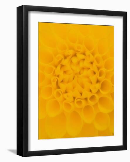 Yellow Dahlia Detail-John McAnulty-Framed Photographic Print