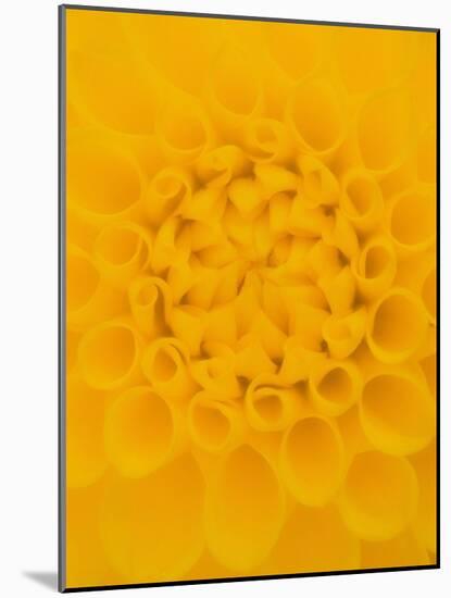 Yellow Dahlia Detail-John McAnulty-Mounted Photographic Print