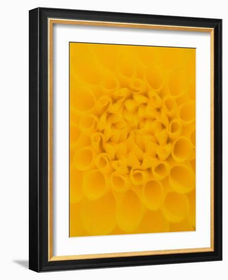 Yellow Dahlia Detail-John McAnulty-Framed Photographic Print