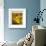 Yellow Dahlias-Laura Coombs Hills-Framed Art Print displayed on a wall