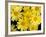 Yellow Daisies, Bellevue Botanical Garden, Washington, USA-Jamie & Judy Wild-Framed Photographic Print