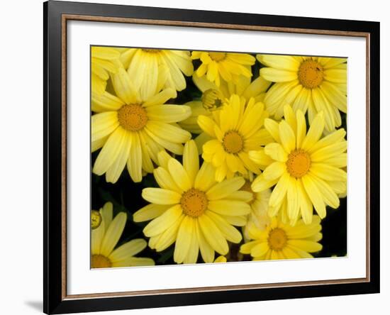 Yellow Daisies, Bellevue Botanical Garden, Washington, USA-Jamie & Judy Wild-Framed Photographic Print