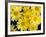 Yellow Daisies, Bellevue Botanical Garden, Washington, USA-Jamie & Judy Wild-Framed Photographic Print