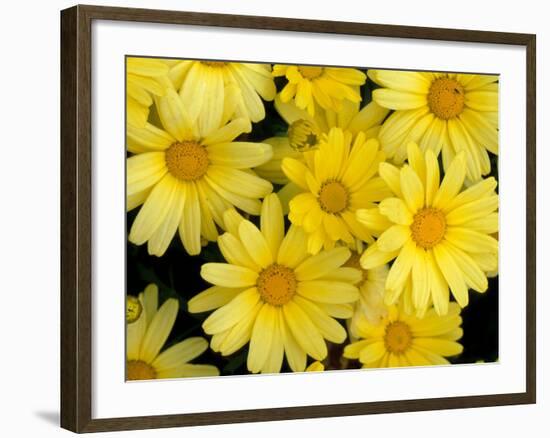 Yellow Daisies, Bellevue Botanical Garden, Washington, USA-Jamie & Judy Wild-Framed Photographic Print