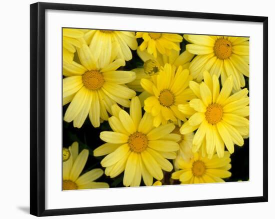 Yellow Daisies, Bellevue Botanical Garden, Washington, USA-Jamie & Judy Wild-Framed Photographic Print