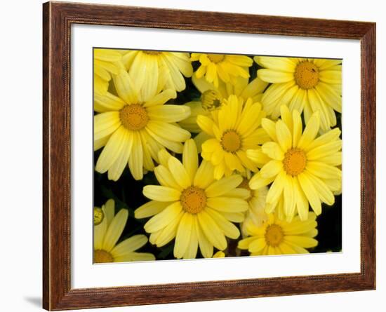 Yellow Daisies, Bellevue Botanical Garden, Washington, USA-Jamie & Judy Wild-Framed Photographic Print