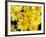 Yellow Daisies, Bellevue Botanical Garden, Washington, USA-Jamie & Judy Wild-Framed Photographic Print