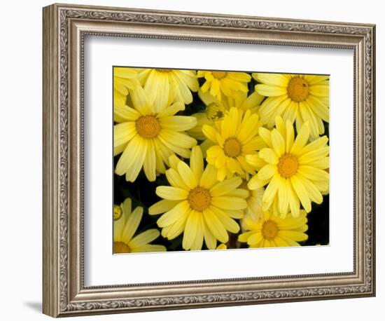 Yellow Daisies, Bellevue Botanical Garden, Washington, USA-Jamie & Judy Wild-Framed Photographic Print