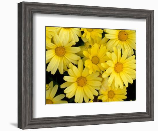 Yellow Daisies, Bellevue Botanical Garden, Washington, USA-Jamie & Judy Wild-Framed Photographic Print