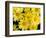 Yellow Daisies, Bellevue Botanical Garden, Washington, USA-Jamie & Judy Wild-Framed Photographic Print