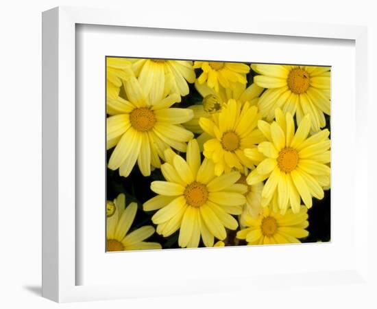 Yellow Daisies, Bellevue Botanical Garden, Washington, USA-Jamie & Judy Wild-Framed Photographic Print