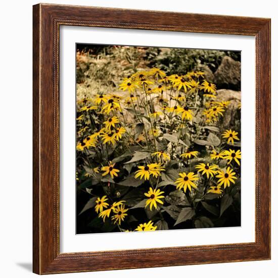 Yellow Daisies-Bruce Nawrocke-Framed Photographic Print