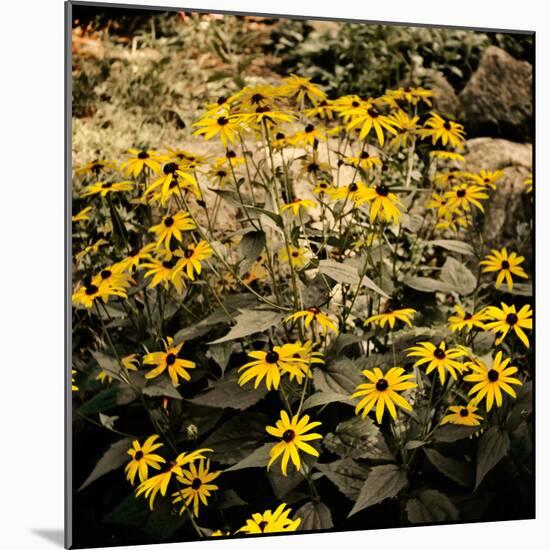 Yellow Daisies-Bruce Nawrocke-Mounted Photographic Print