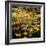 Yellow Daisies-Bruce Nawrocke-Framed Photographic Print