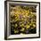 Yellow Daisies-Bruce Nawrocke-Framed Photographic Print