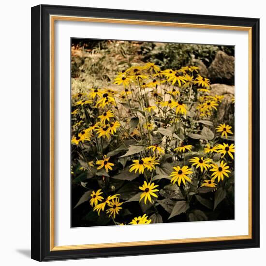 Yellow Daisies-Bruce Nawrocke-Framed Photographic Print