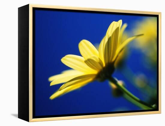 Yellow Daisy-Mitch Diamond-Framed Premier Image Canvas