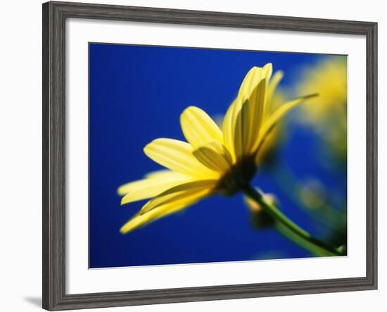 Yellow Daisy-Mitch Diamond-Framed Photographic Print