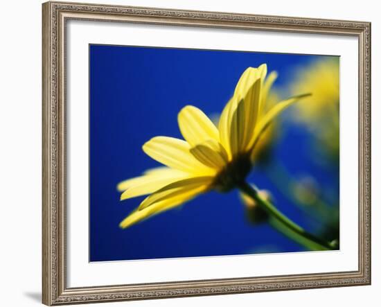 Yellow Daisy-Mitch Diamond-Framed Photographic Print