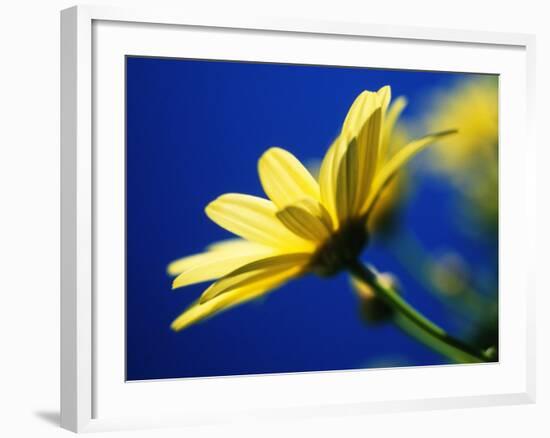 Yellow Daisy-Mitch Diamond-Framed Photographic Print