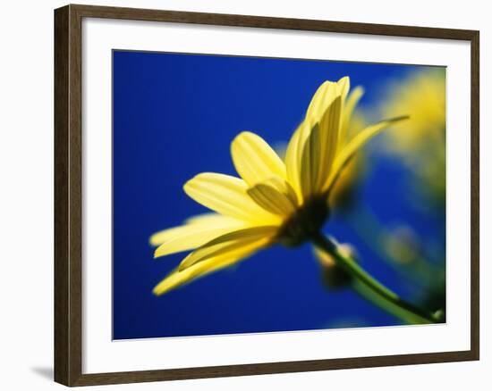 Yellow Daisy-Mitch Diamond-Framed Photographic Print