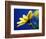 Yellow Daisy-Mitch Diamond-Framed Photographic Print