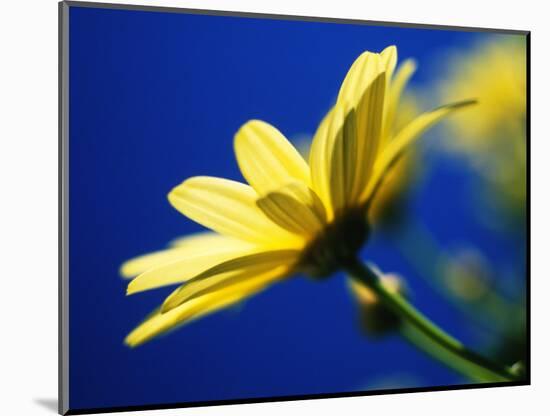 Yellow Daisy-Mitch Diamond-Mounted Photographic Print