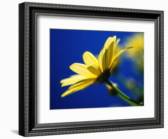 Yellow Daisy-Mitch Diamond-Framed Photographic Print