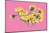 Yellow Dandelions on Pink-Ania Zwara-Mounted Photographic Print
