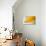 Yellow Dart-Linda Wride-Photographic Print displayed on a wall